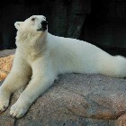 Isbjørn fra Zoologisk Have